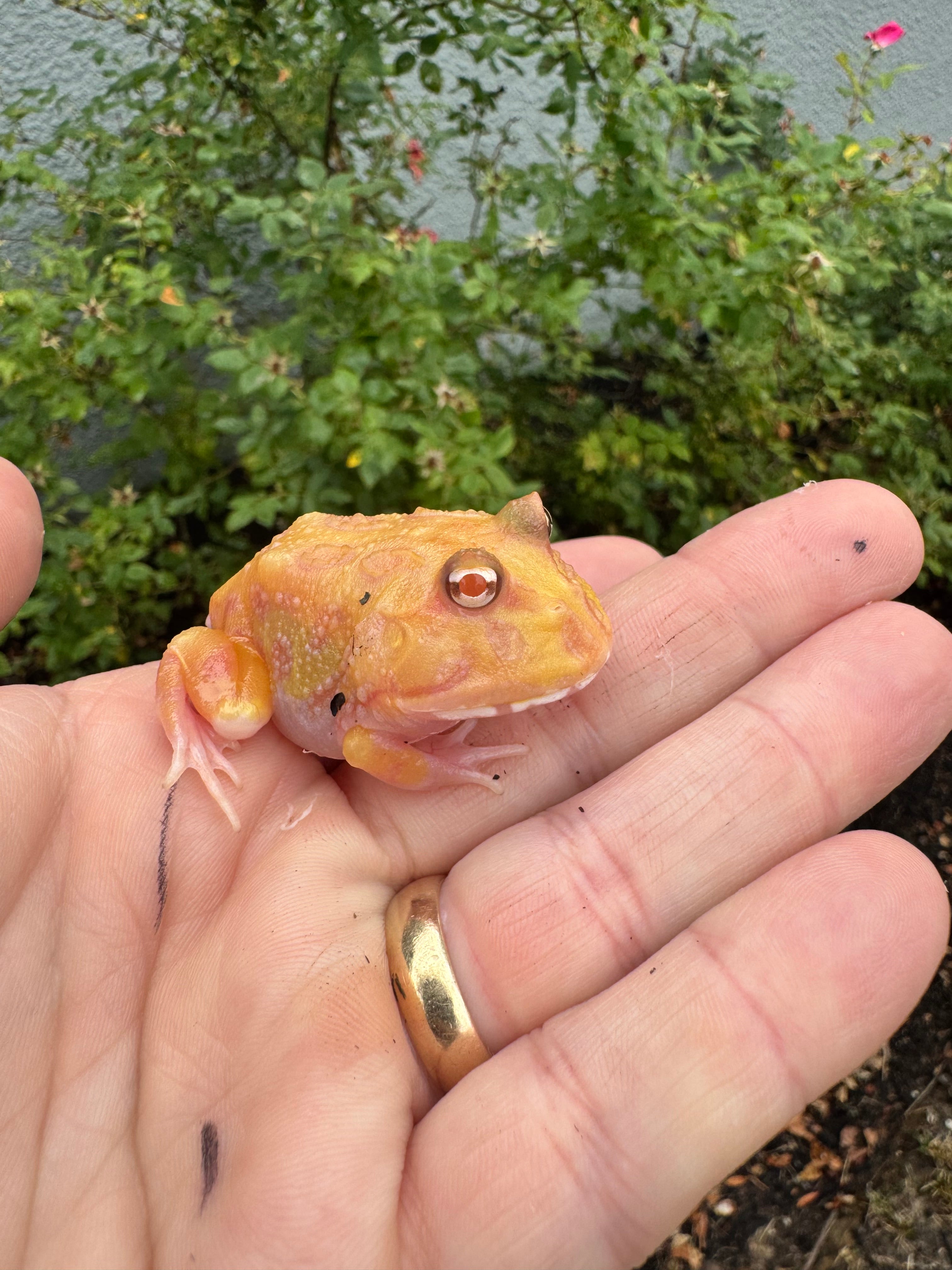 【匿名配送】FROG MAN 【処分特価】 Mutan Pacman Frogs For Sale | American Reptile Distributors