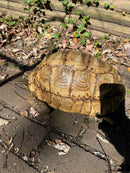 Leopard Tortoise Adult Male