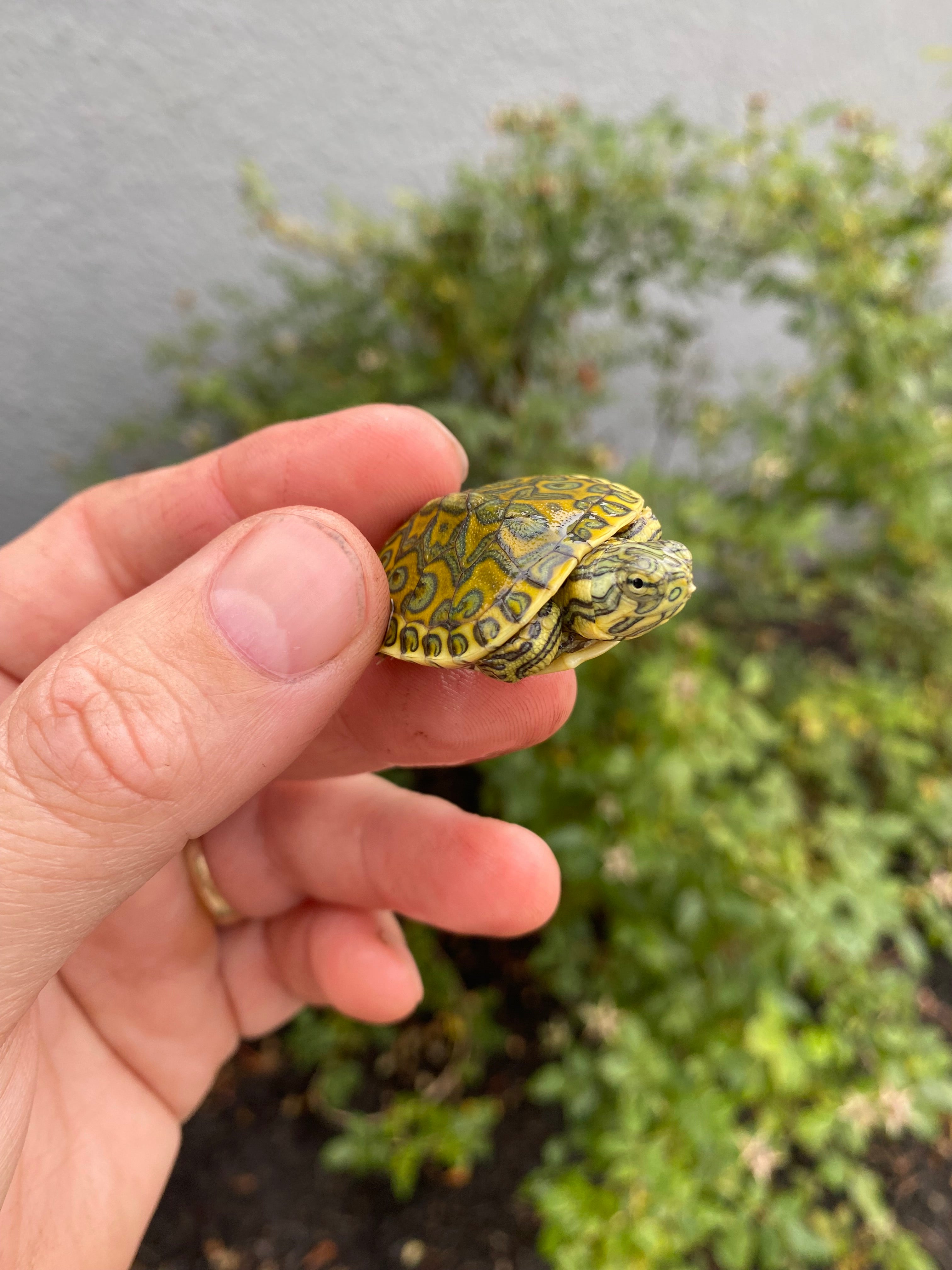 americanreptiles.com