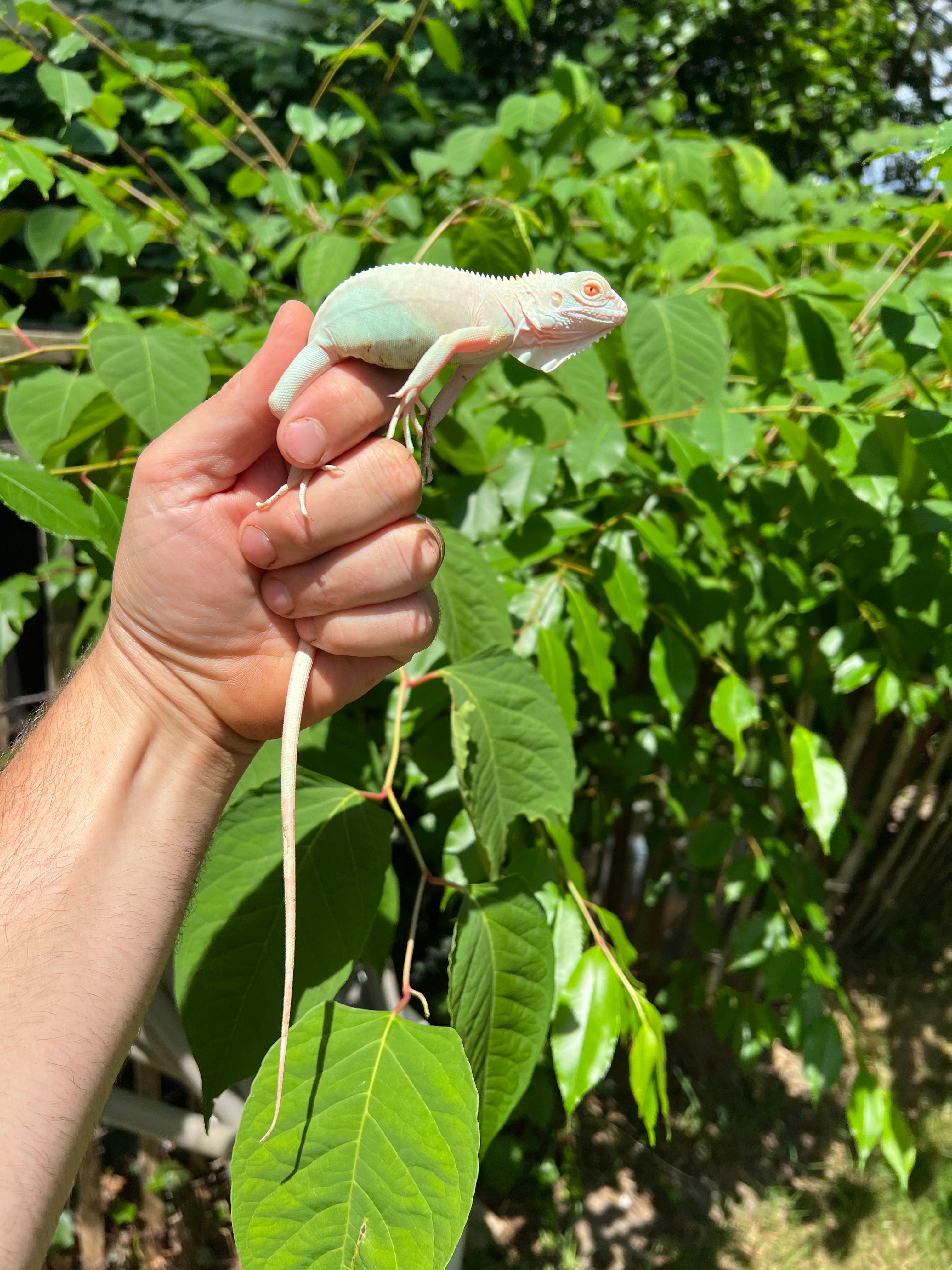 Snow Green Iguanas For Sale | American Reptile Distributors