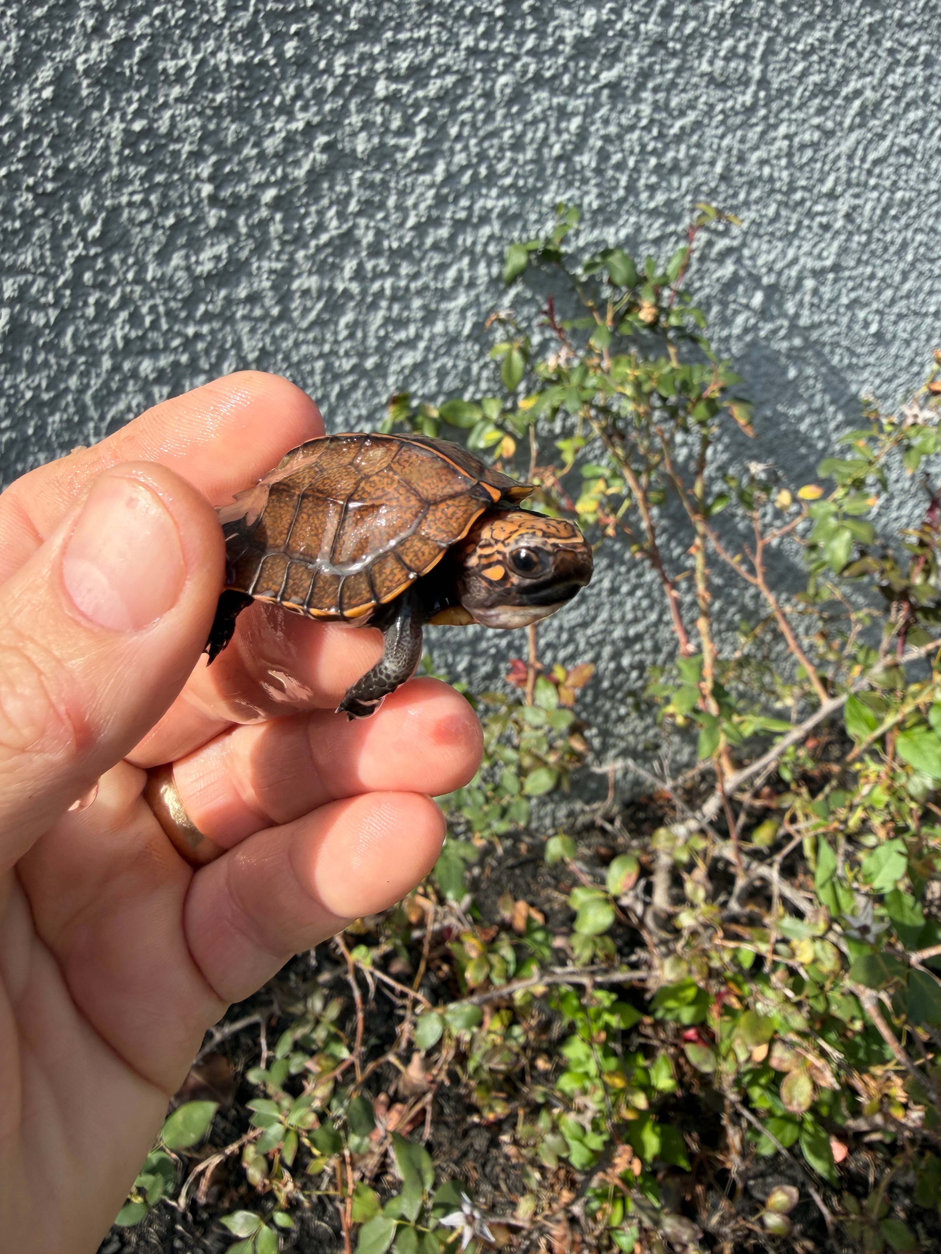 americanreptiles.com
