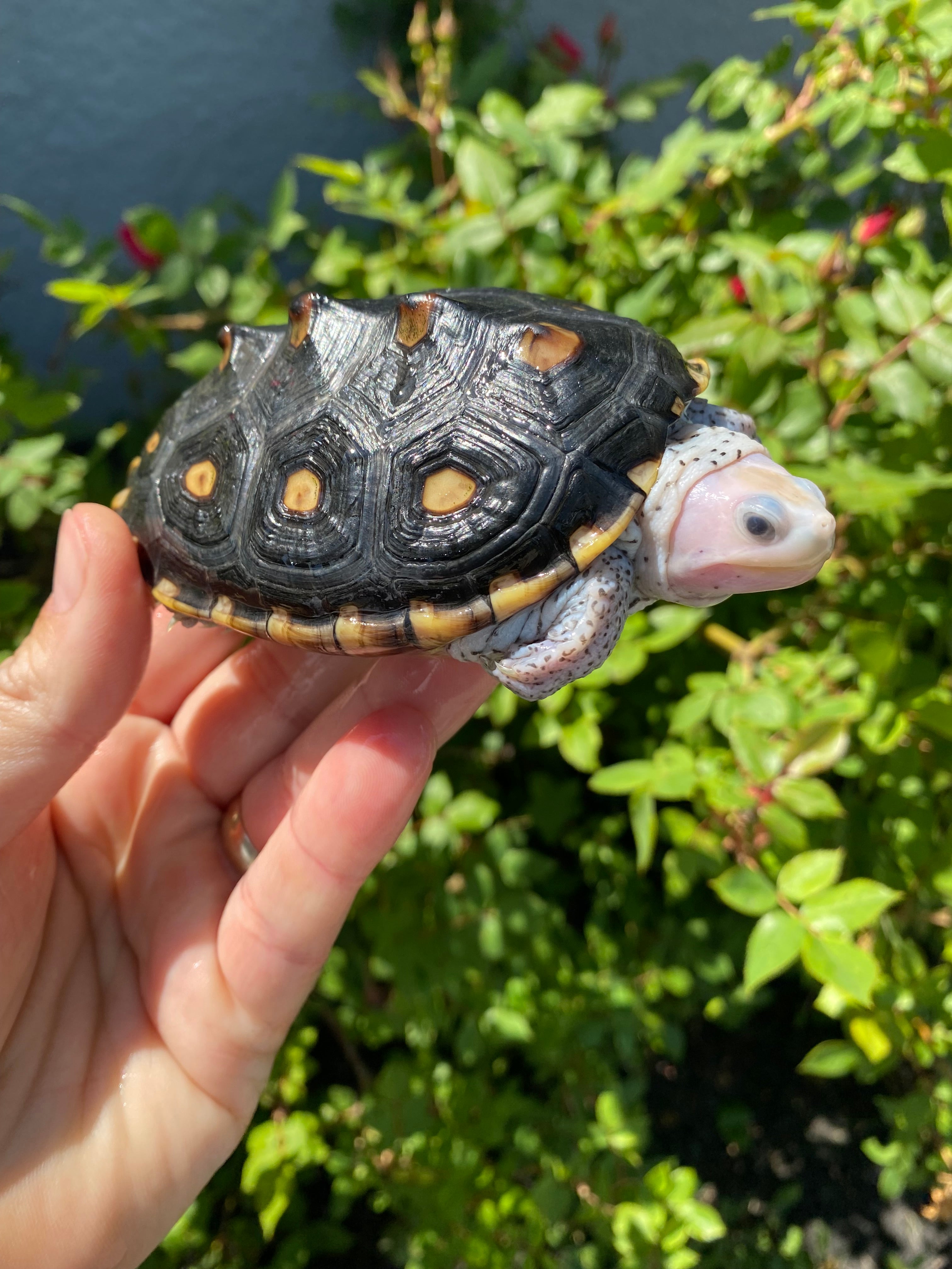 americanreptiles.com