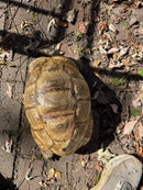 Leopard Tortoise Adult Male