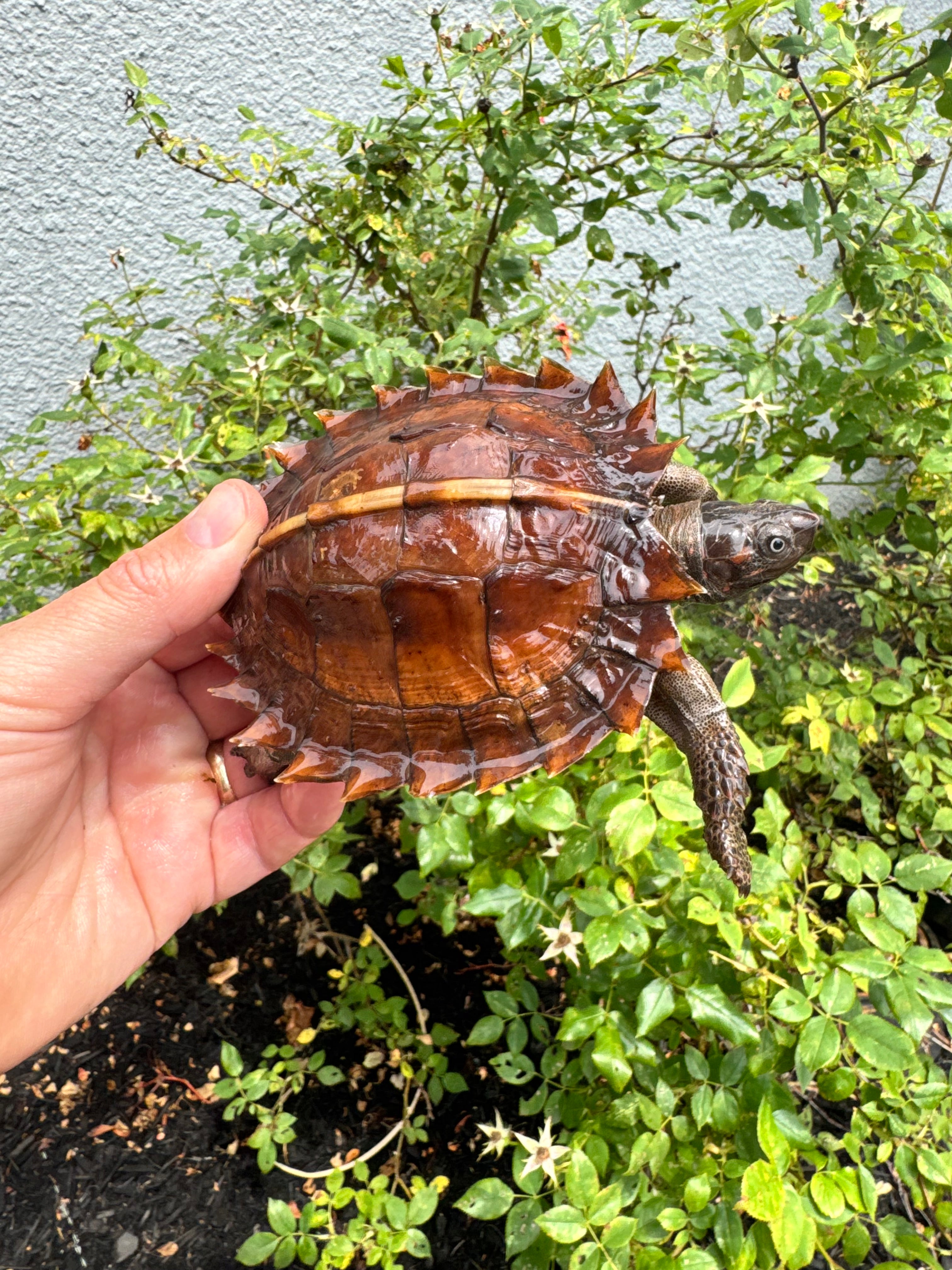 americanreptiles.com