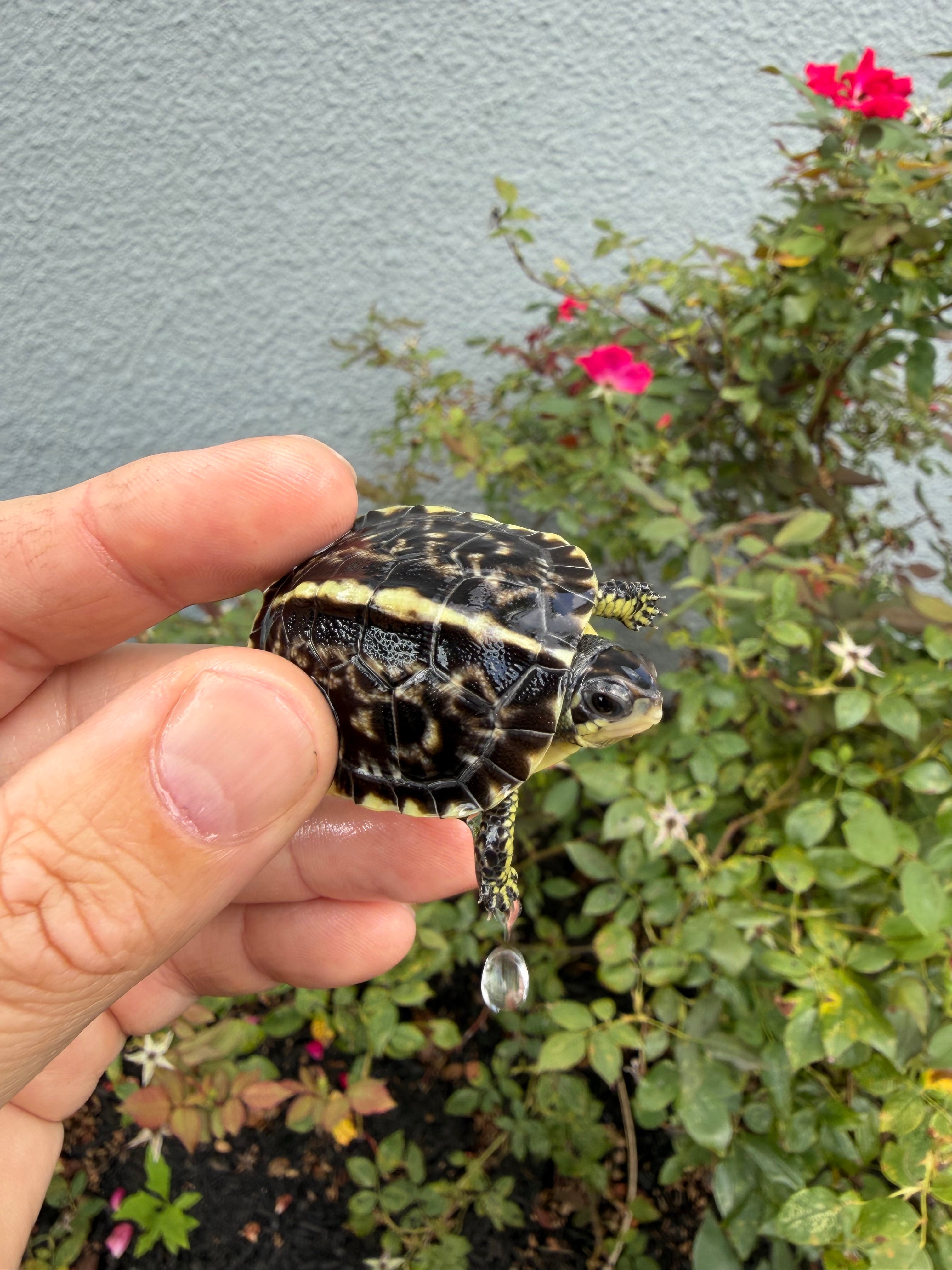americanreptiles.com
