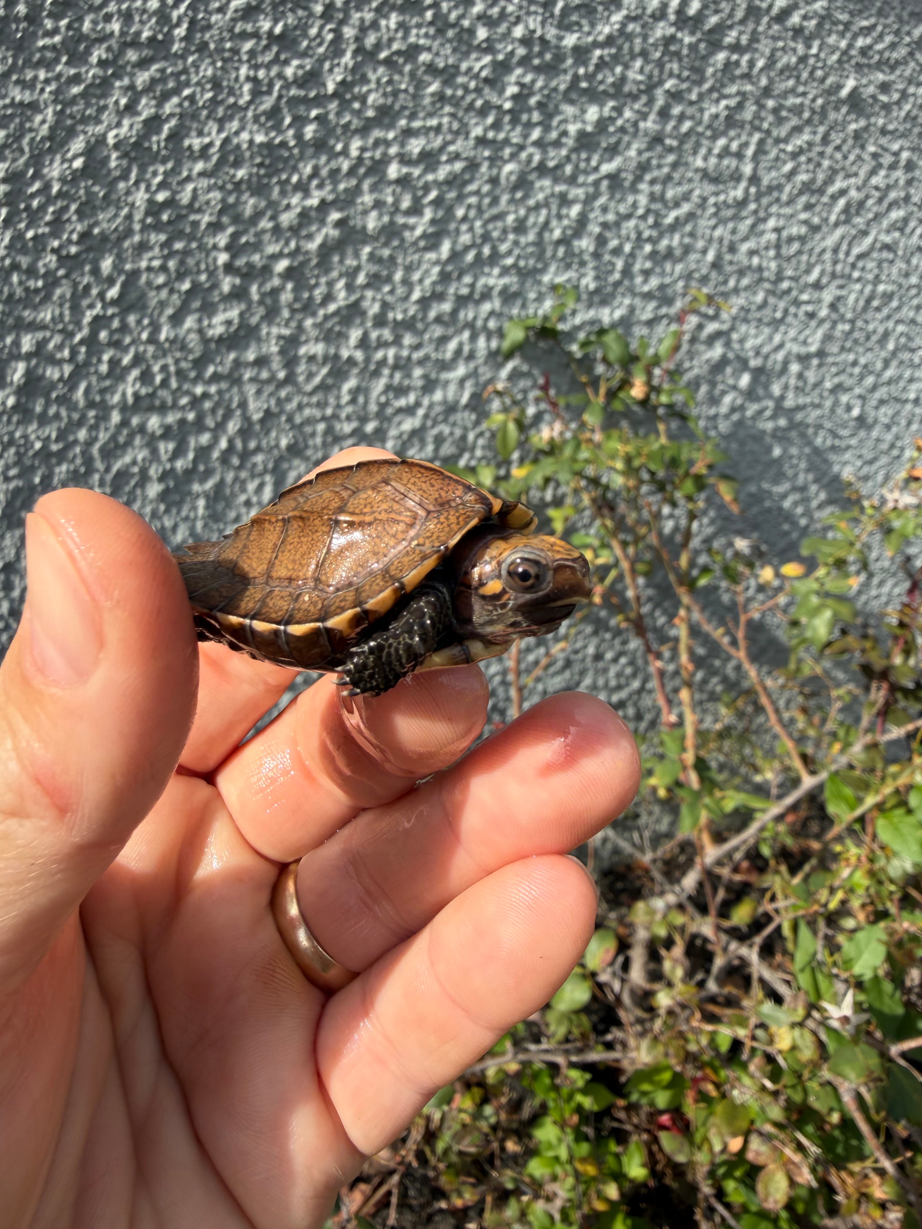 americanreptiles.com