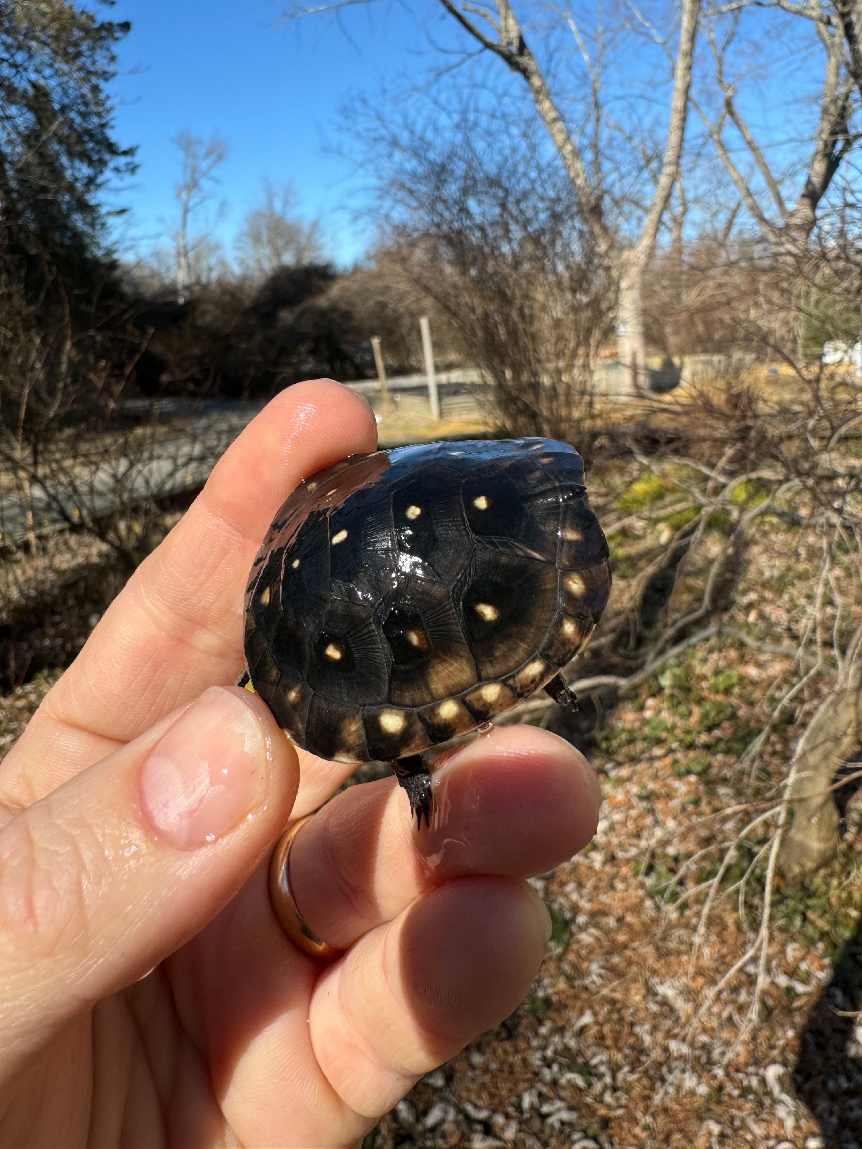 【CPGN STUDIO】Turtle Cooter Pigment MTM Spotted Turtle For Sale | American Reptile Distributors