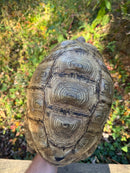 Leopard Tortoise Adult Male