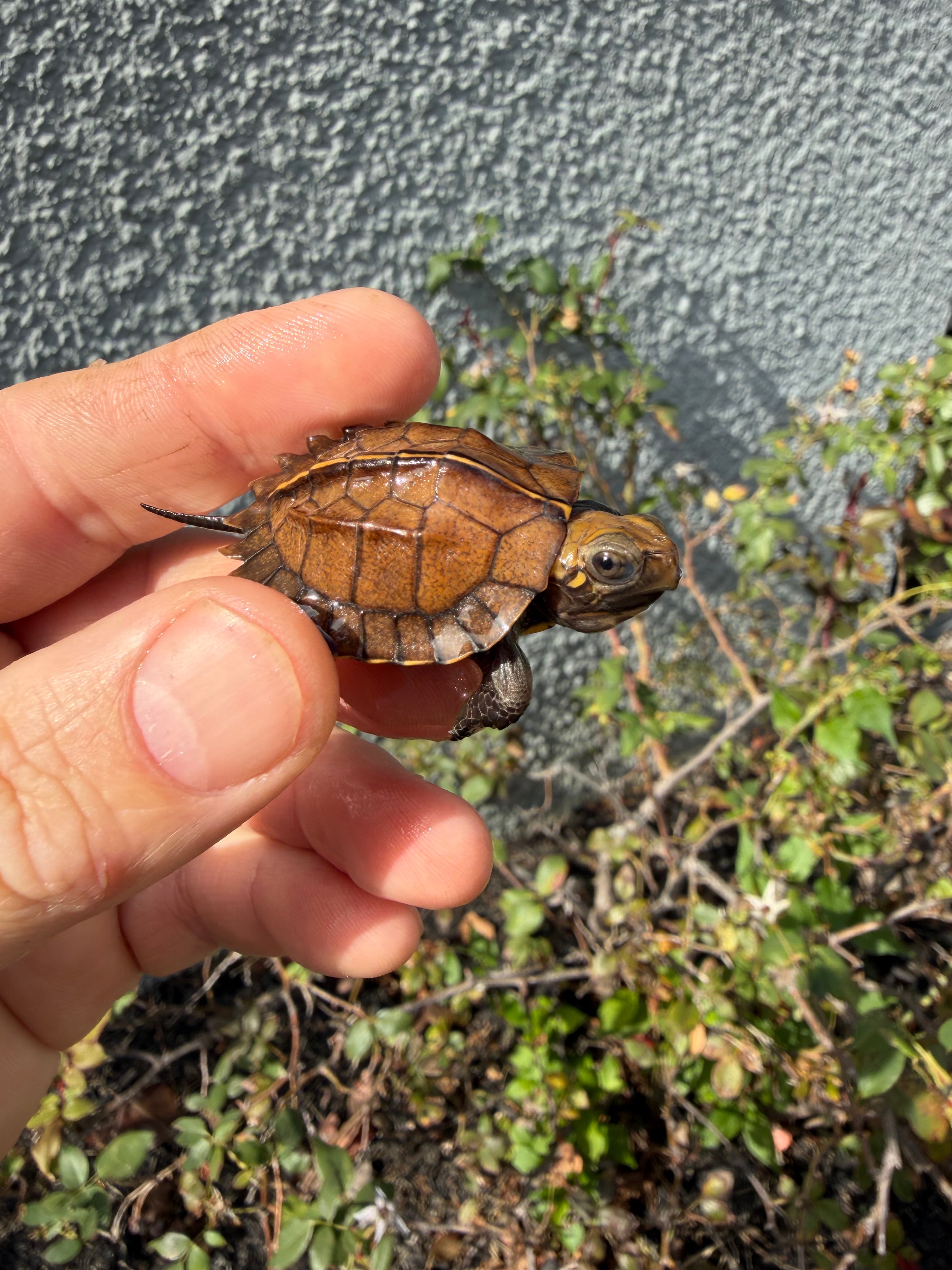 americanreptiles.com