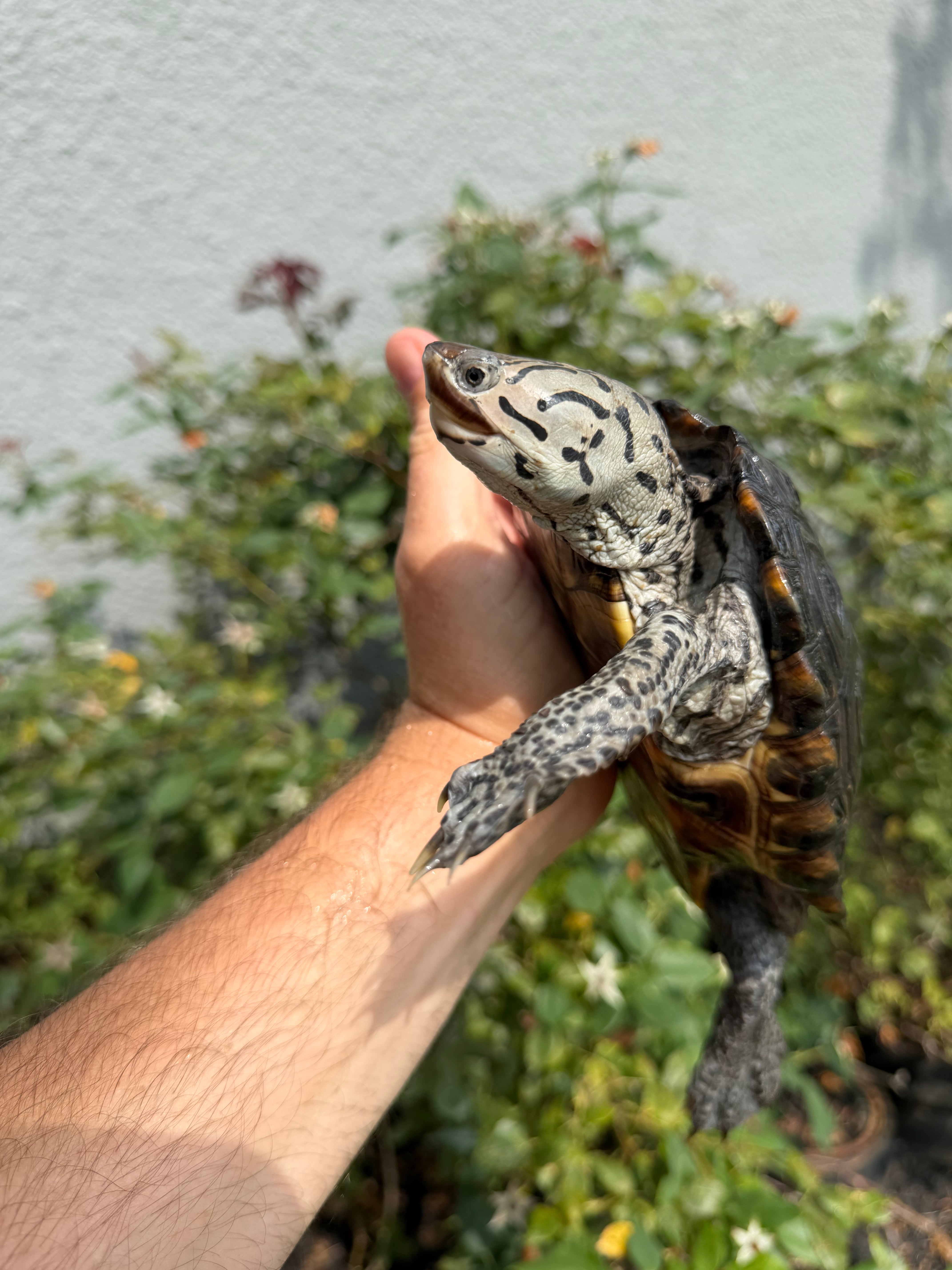 americanreptiles.com