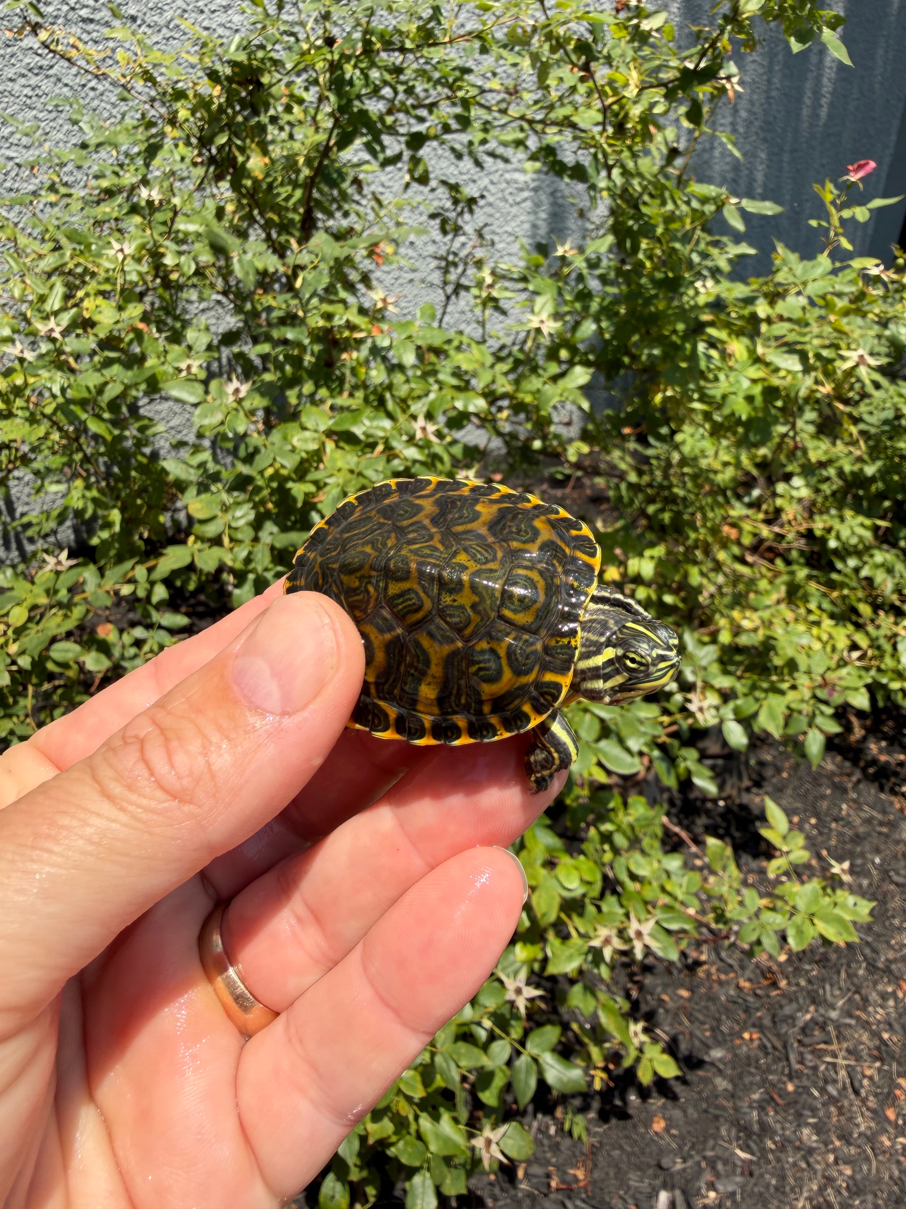 americanreptiles.com