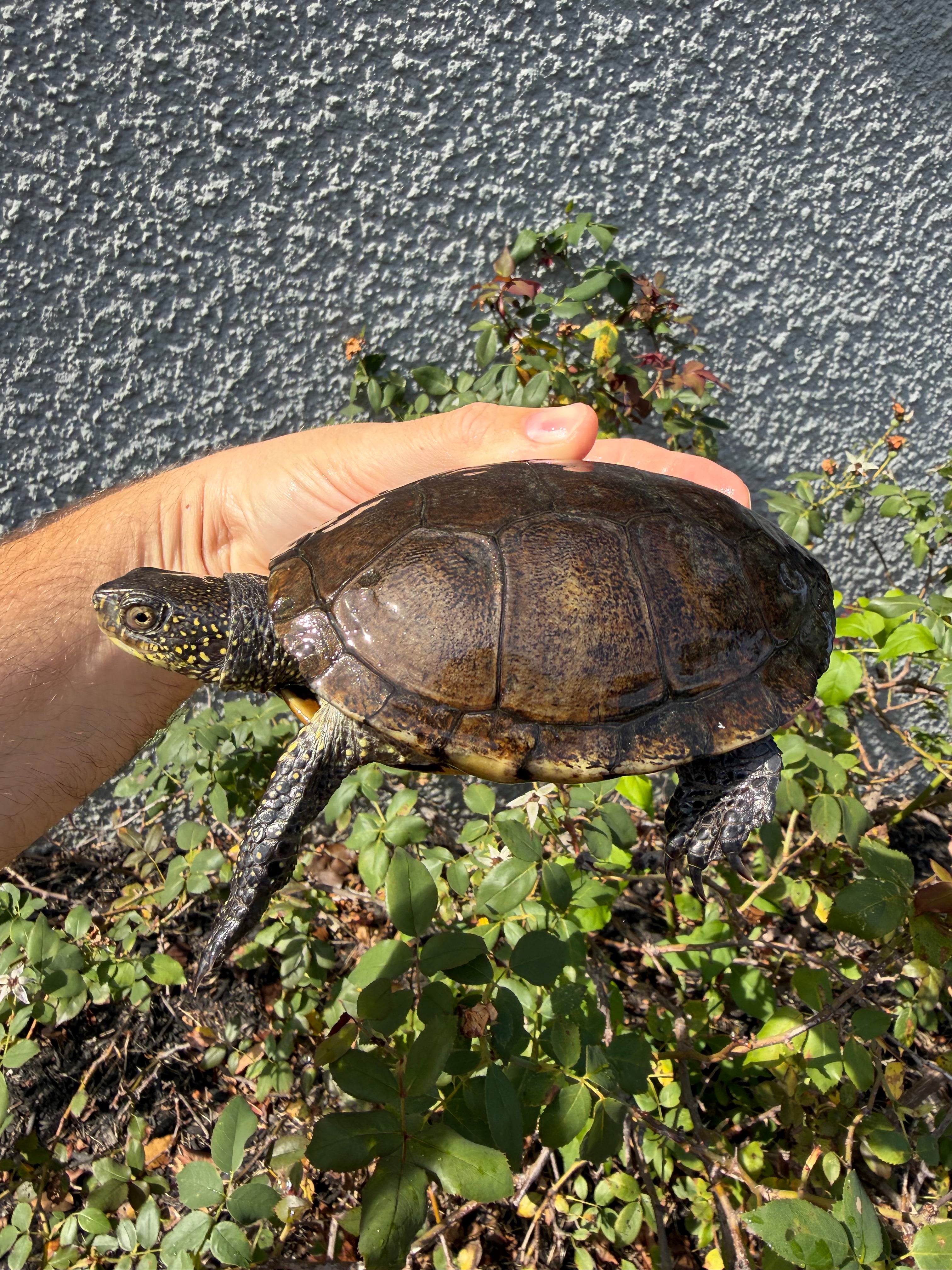 americanreptiles.com