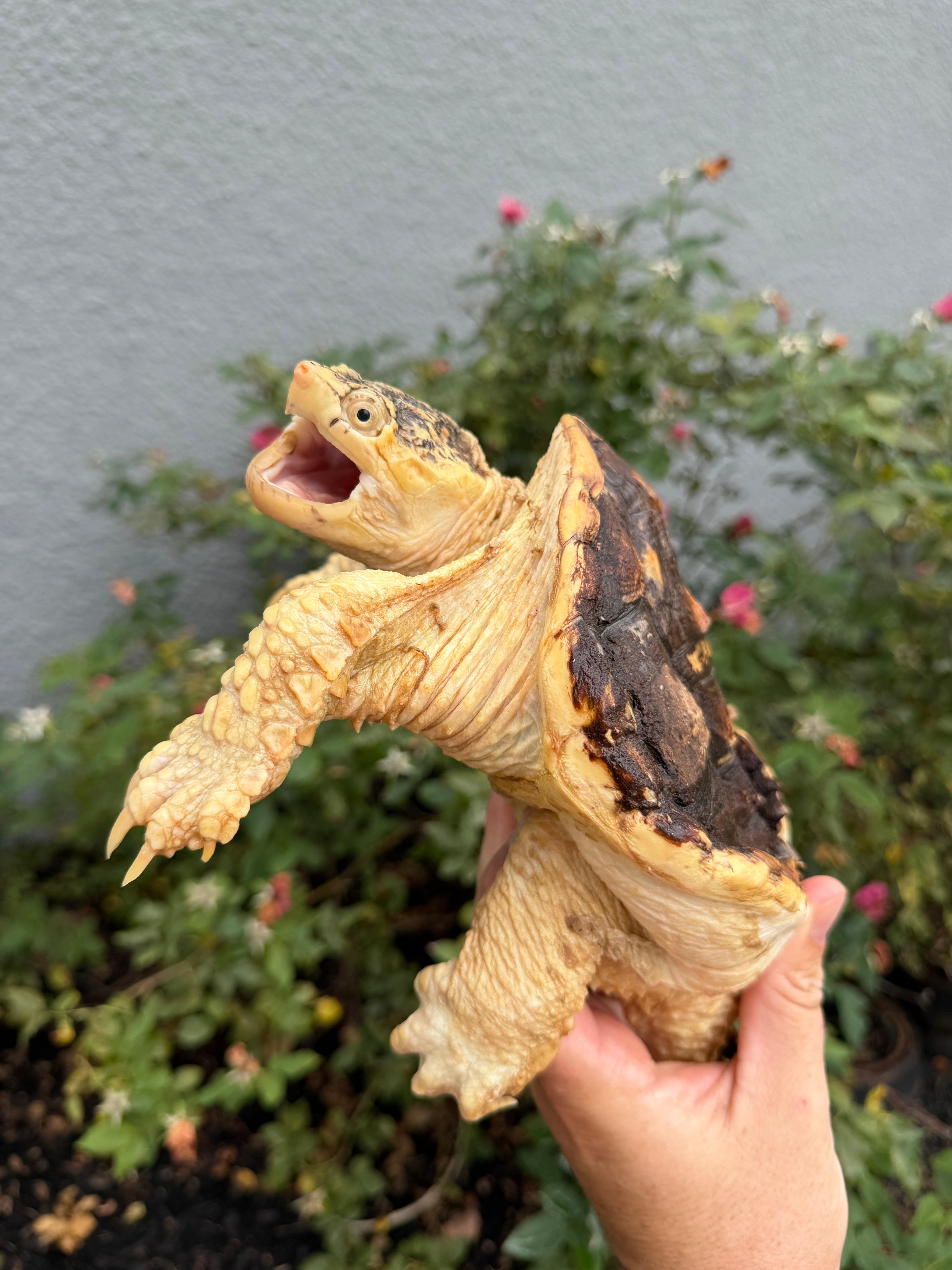 americanreptiles.com