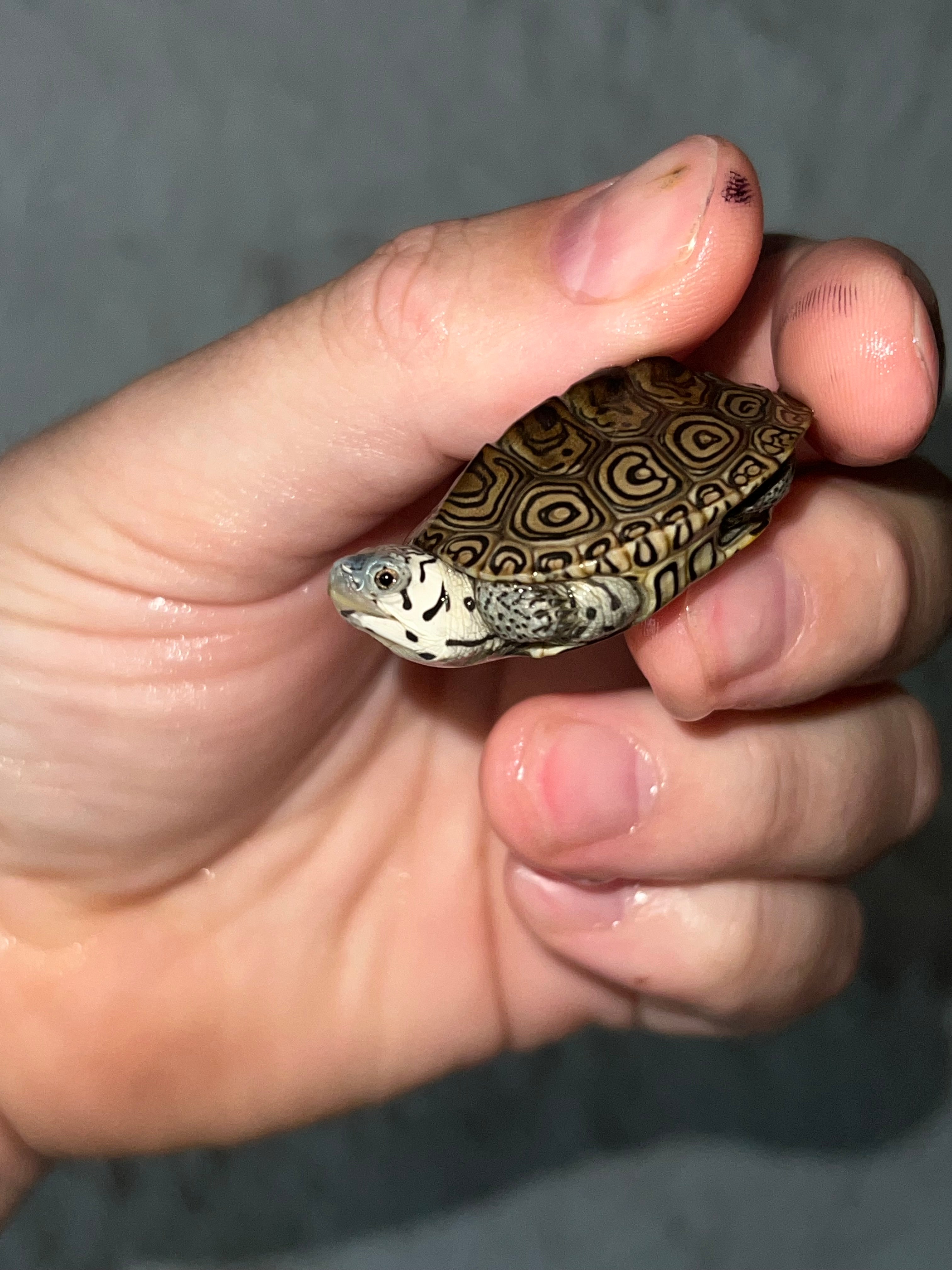 Concentric Diamondback Terrapin (malaclemys Terrapin) For Sale 