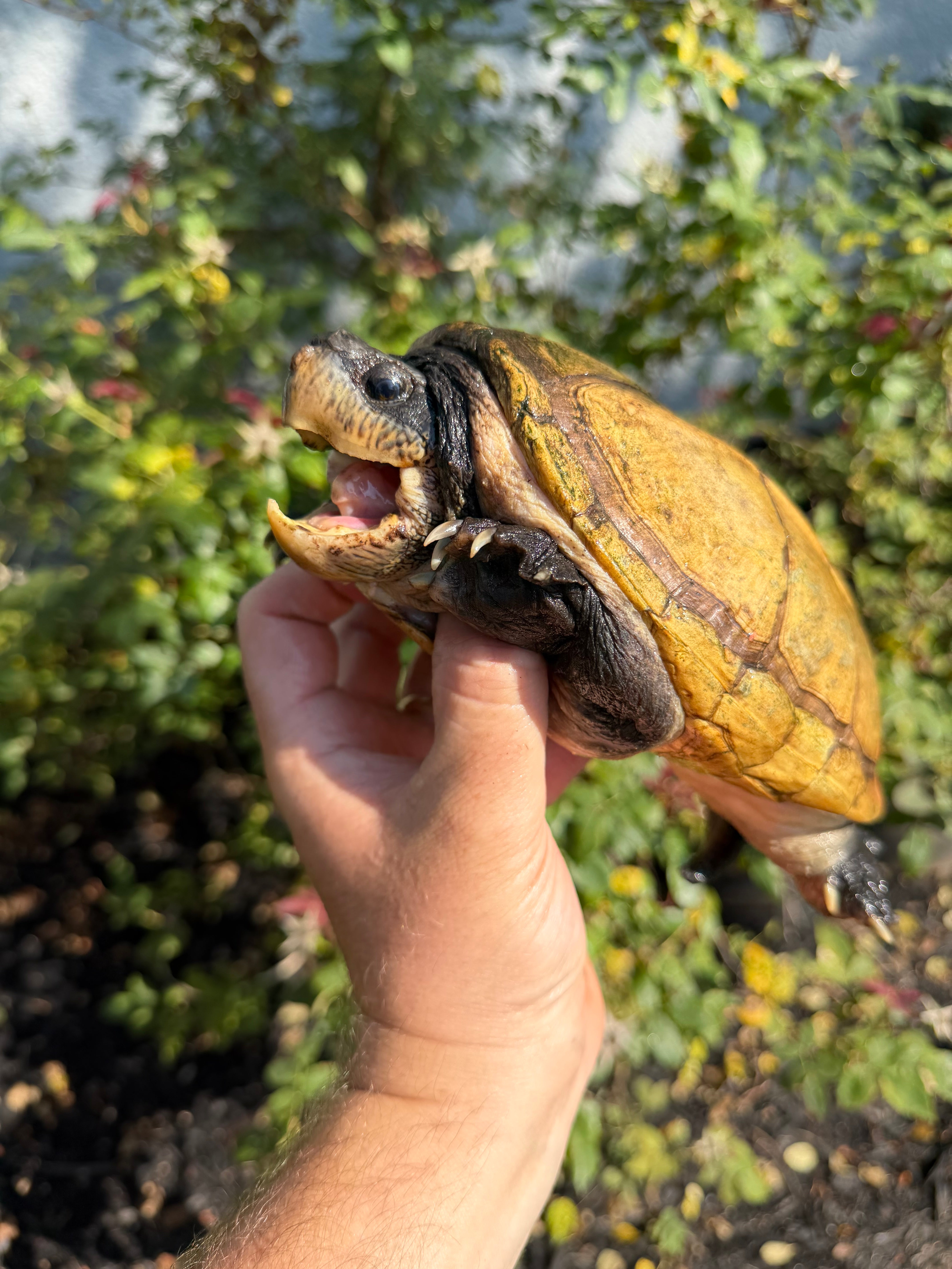 americanreptiles.com