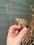 Leopard Tortoise 2024