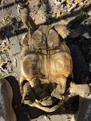 Leopard Tortoise Adult Male