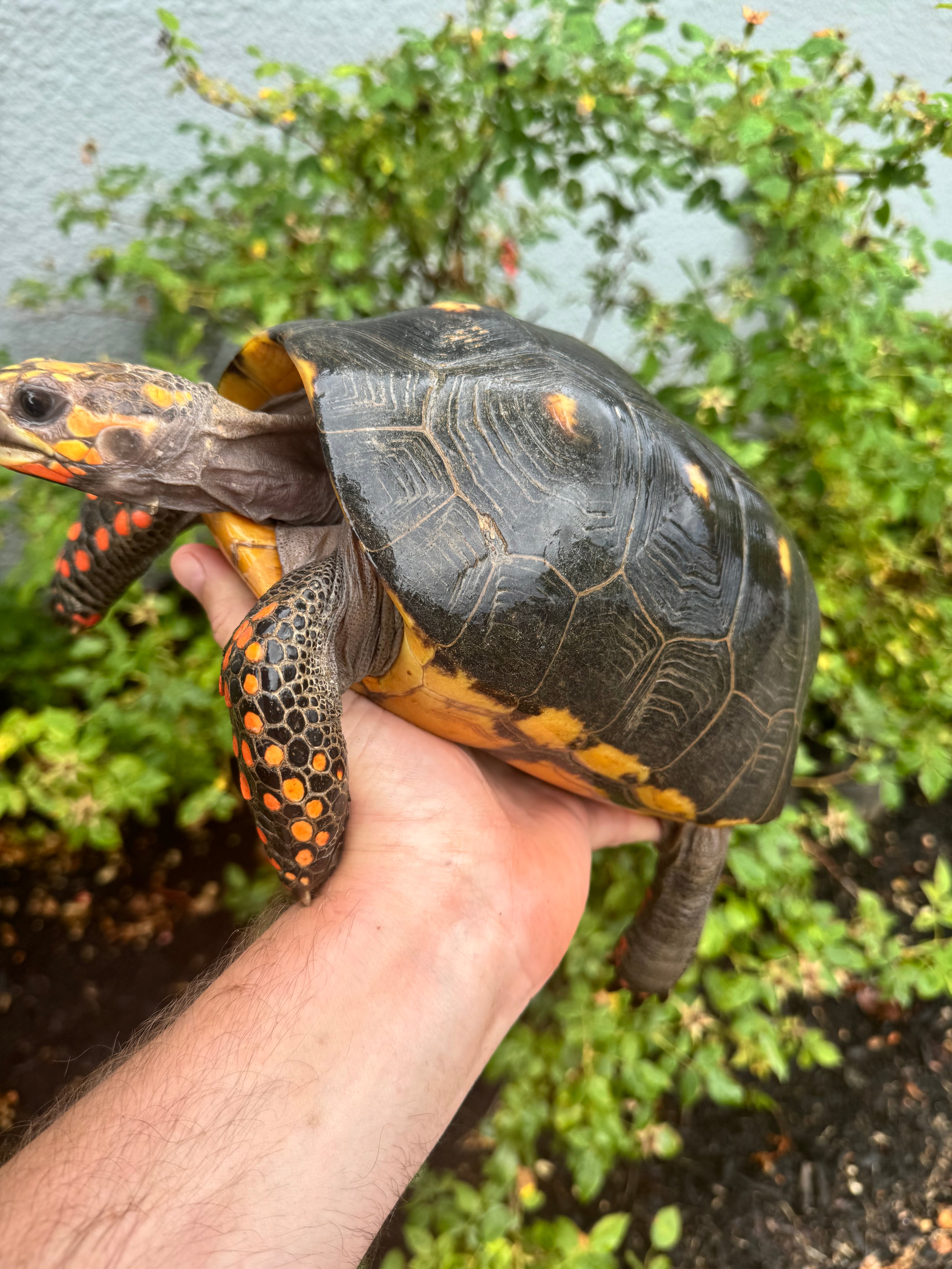 americanreptiles.com