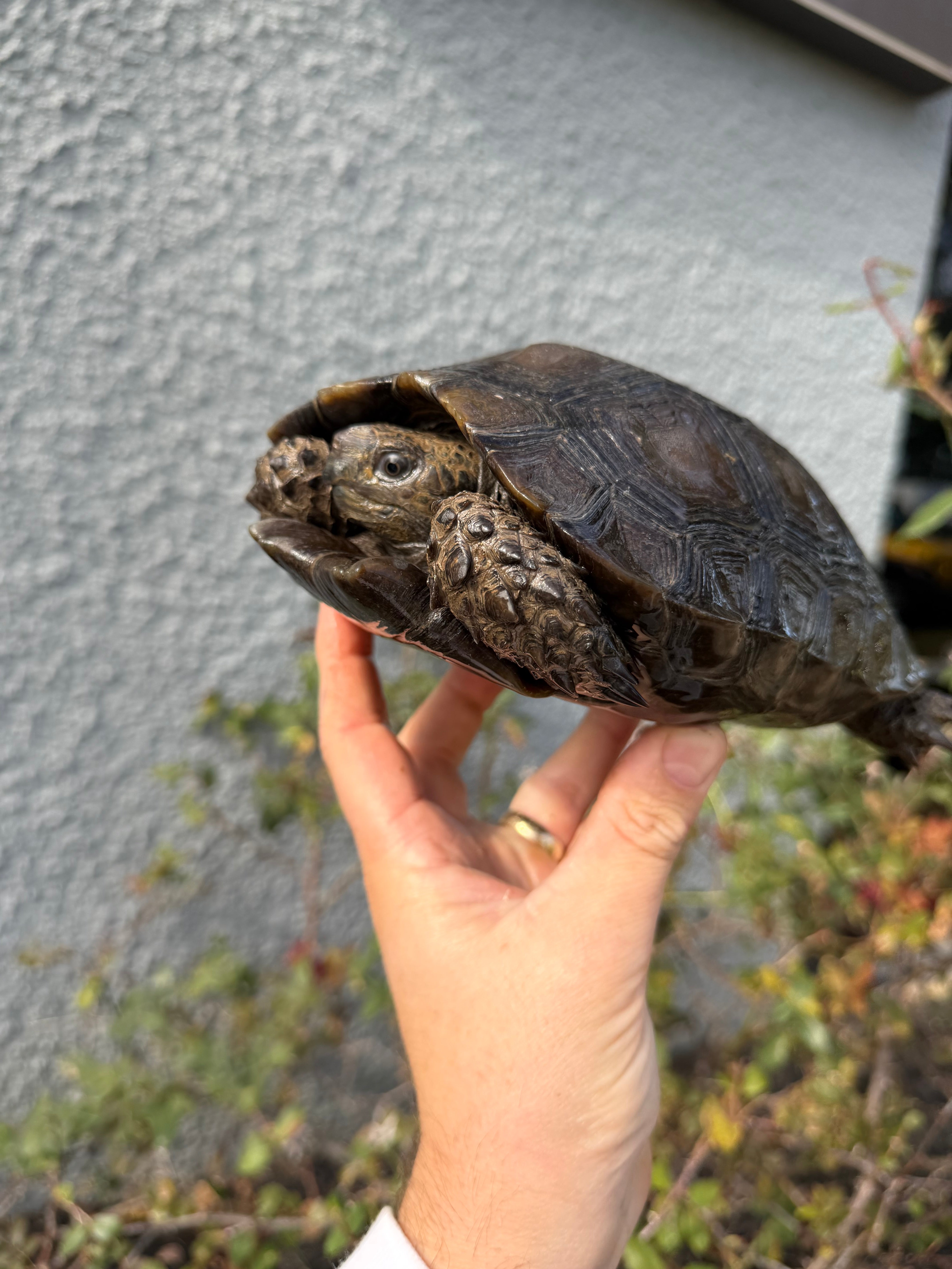 americanreptiles.com