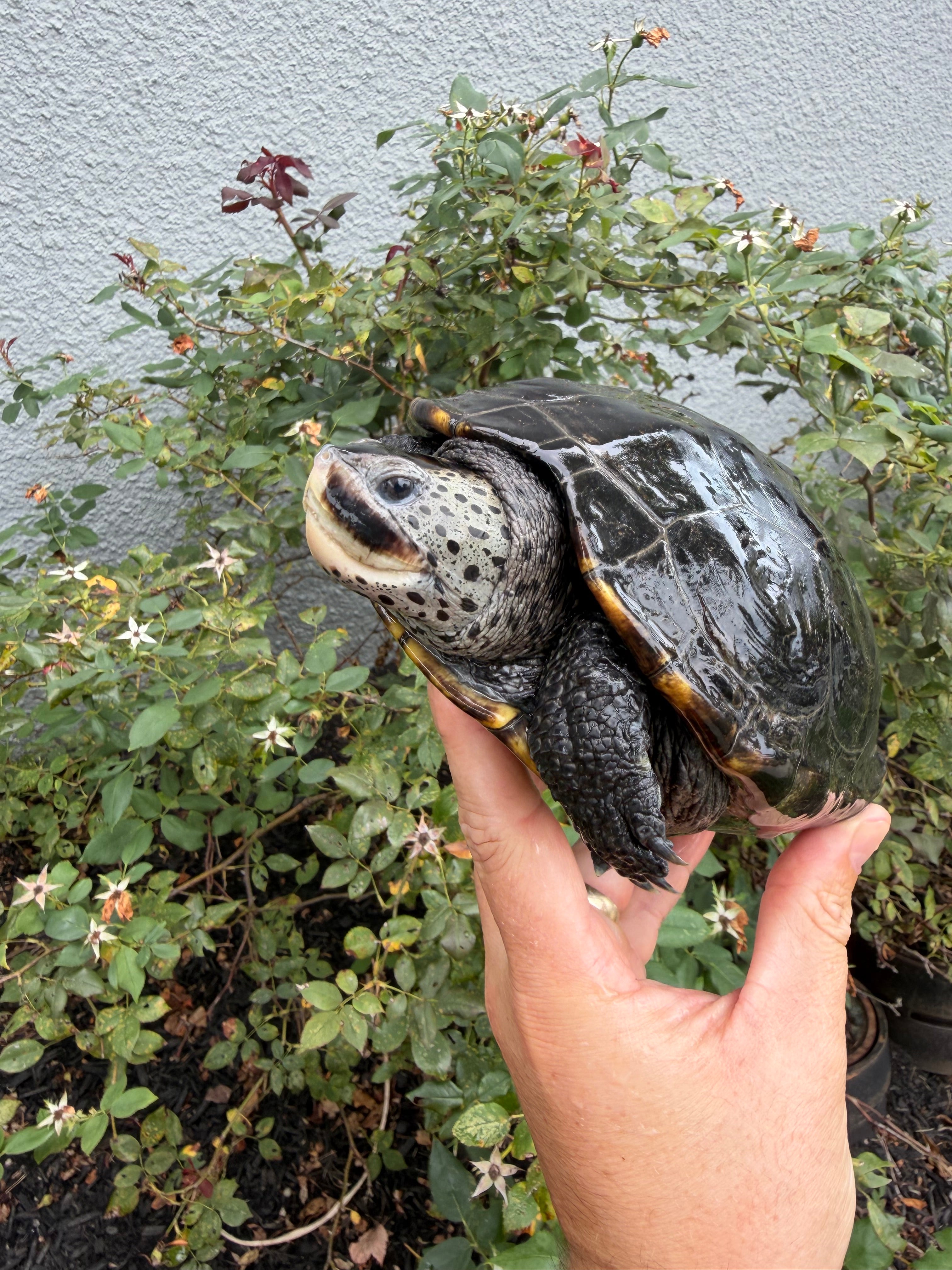americanreptiles.com