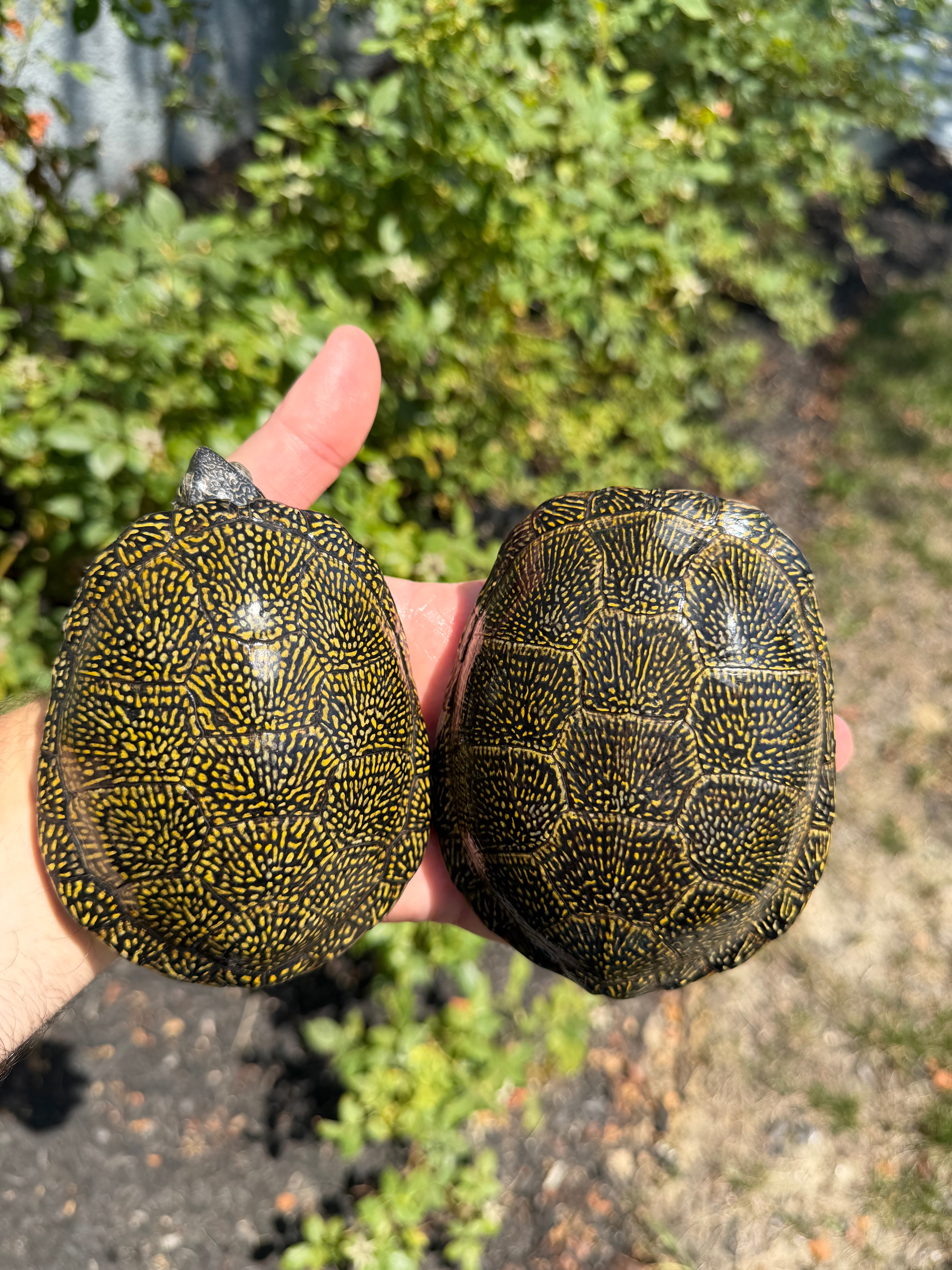 americanreptiles.com
