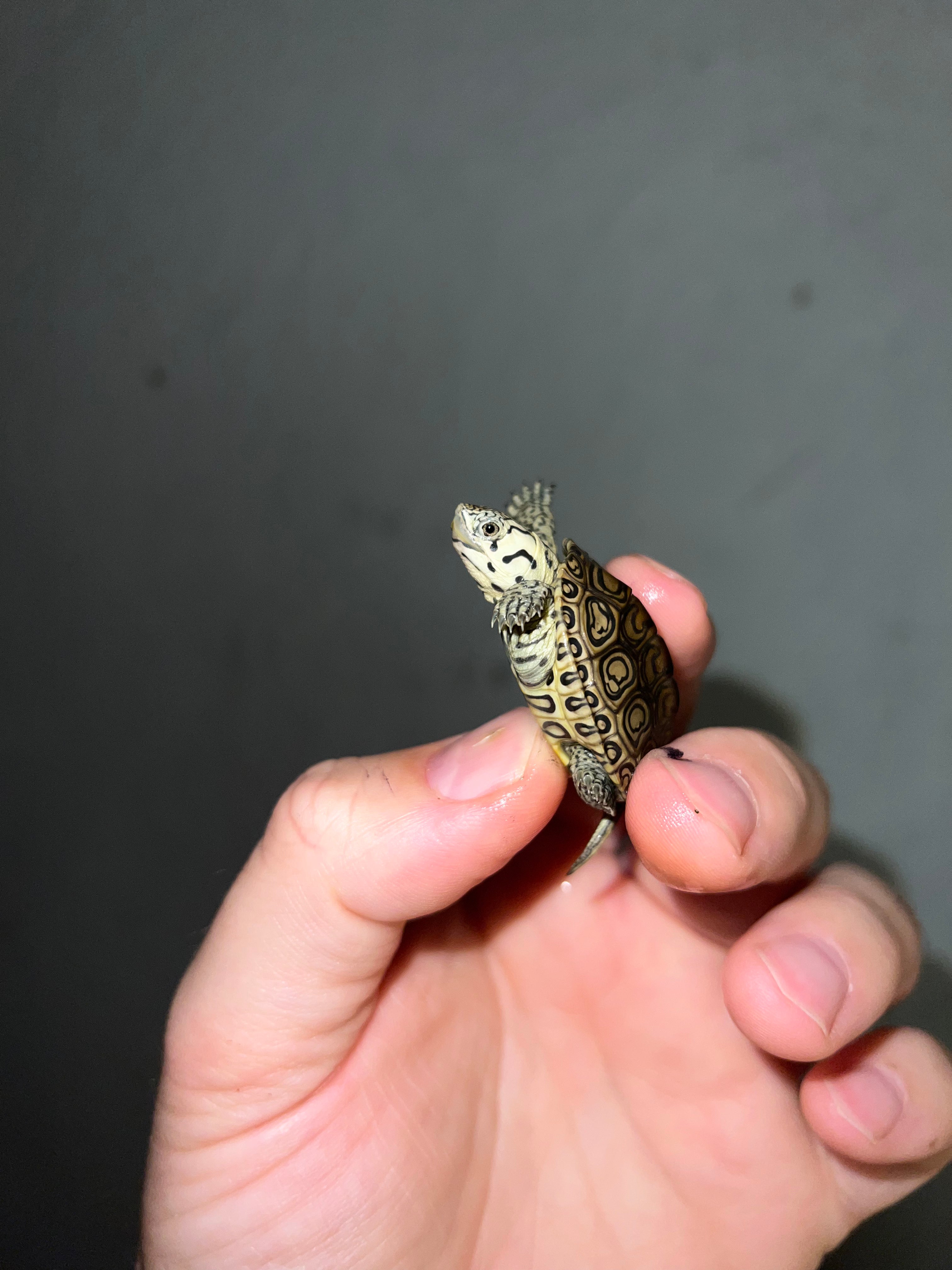 Concentric Diamondback Terrapin (malaclemys Terrapin) For Sale 