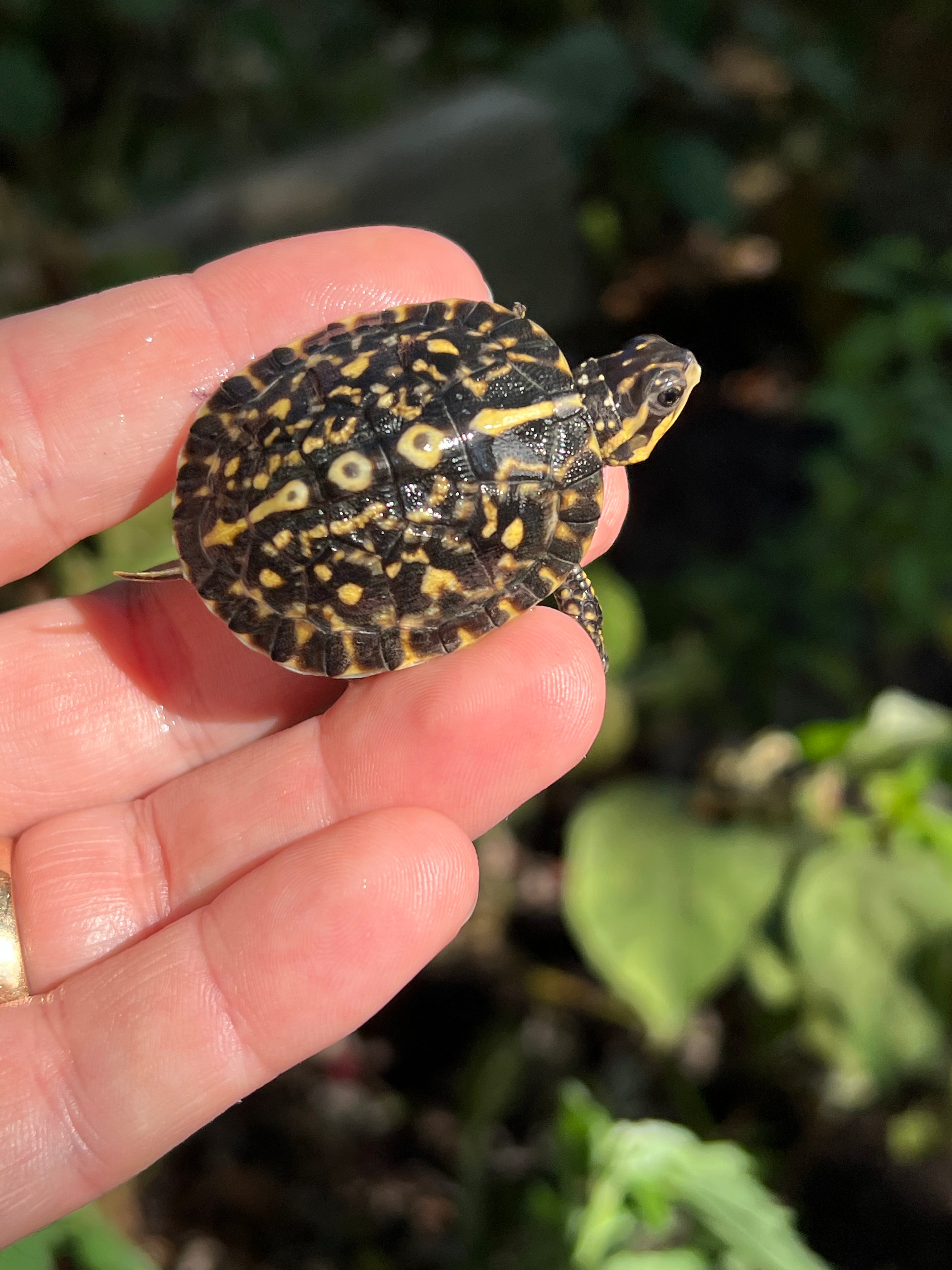 Baby Florida Box Turtles For Sale | American Reptile Distributors