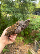 Alligator Snapping Turtle Juvenile