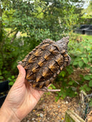 Alligator Snapping Turtle Juvenile