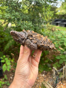Alligator Snapping Turtle Juvenile