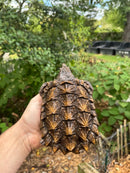 Alligator Snapping Turtle Juvenile