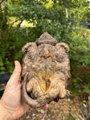 Alligator Snapping Turtle Juvenile