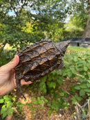 Alligator Snapping Turtle Juvenile