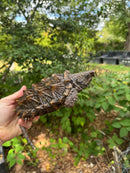Alligator Snapping Turtle Juvenile