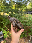 Alligator Snapping Turtle Juvenile