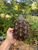 Alligator Snapping Turtle Juvenile