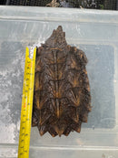 Alligator Snapping Turtle Juvenile