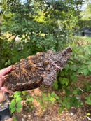 Alligator Snapping Turtle Juvenile