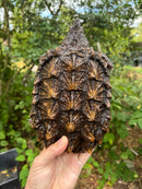 Alligator Snapping Turtle Juvenile