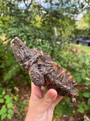 Alligator Snapping Turtle Juvenile