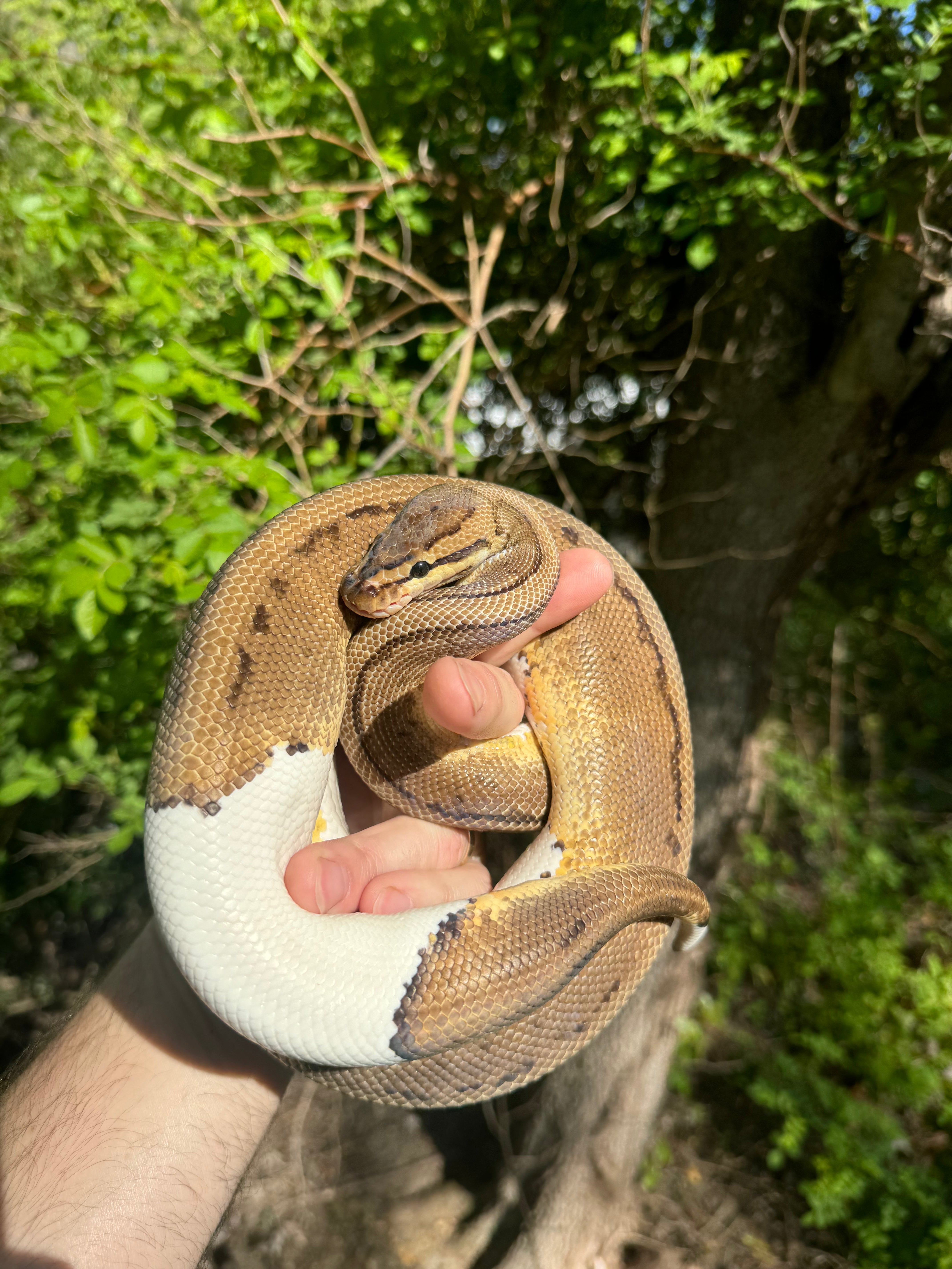 Pied Ball Python For Sale | American Reptile Distributors