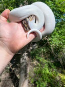 Hi White Pied Yellow Belly Ball Python Adult Female