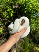 Hi White Pied Yellow Belly Ball Python Adult Female