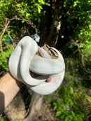 Hi White Pied Yellow Belly Ball Python Adult Female