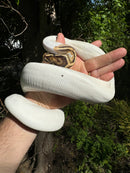 Hi White Pied Yellow Belly Ball Python Adult Female