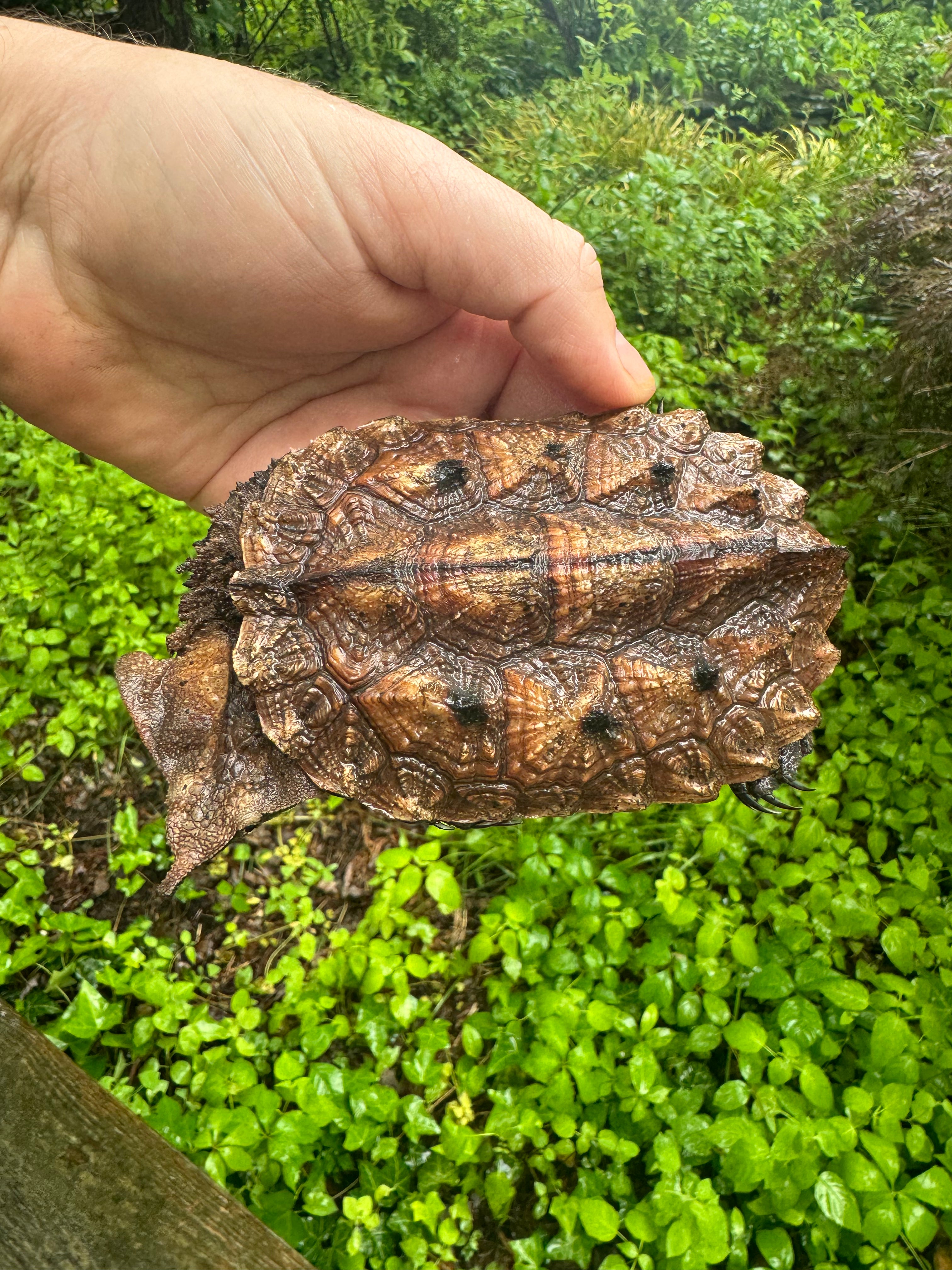 americanreptiles.com