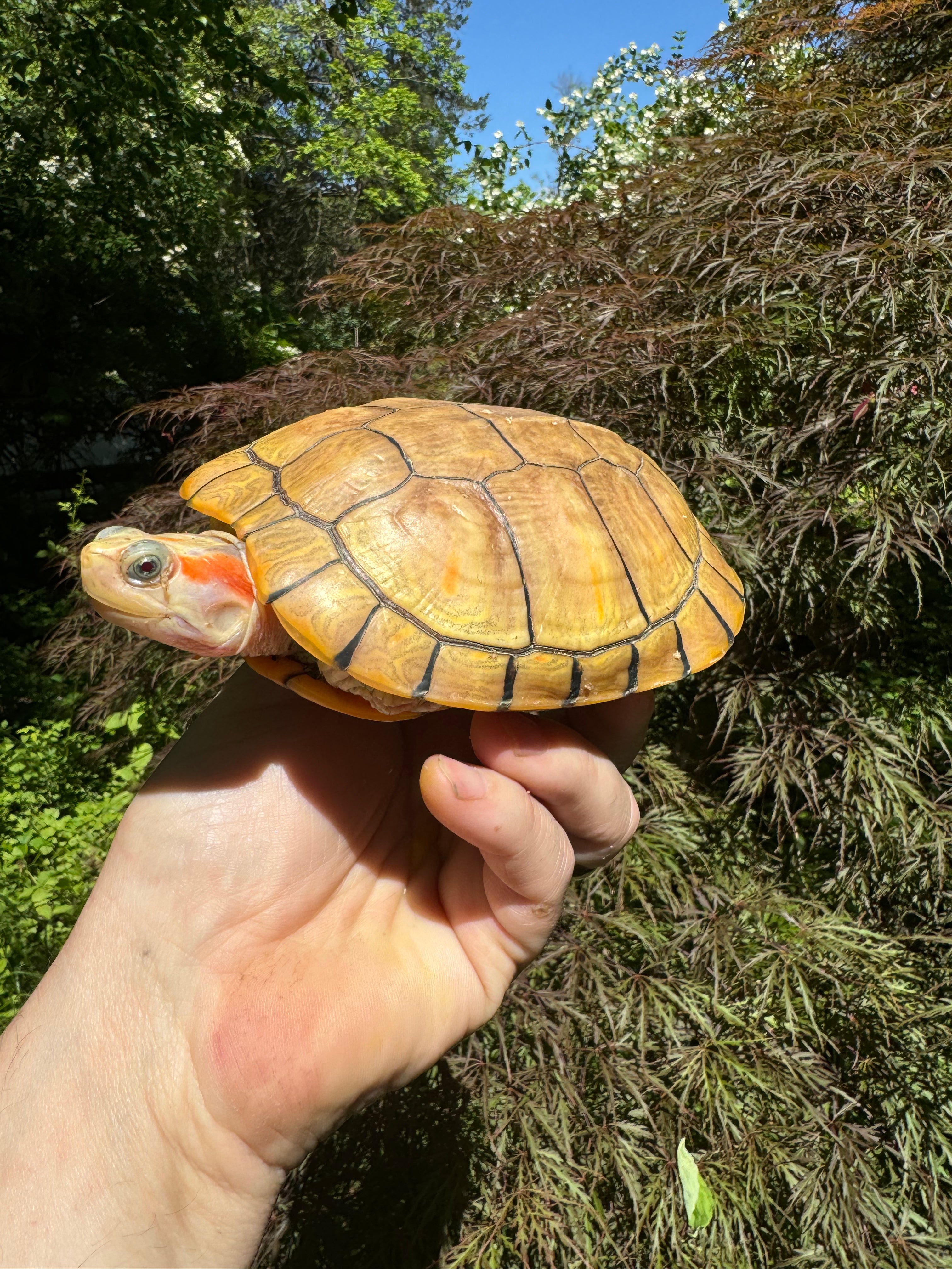 americanreptiles.com