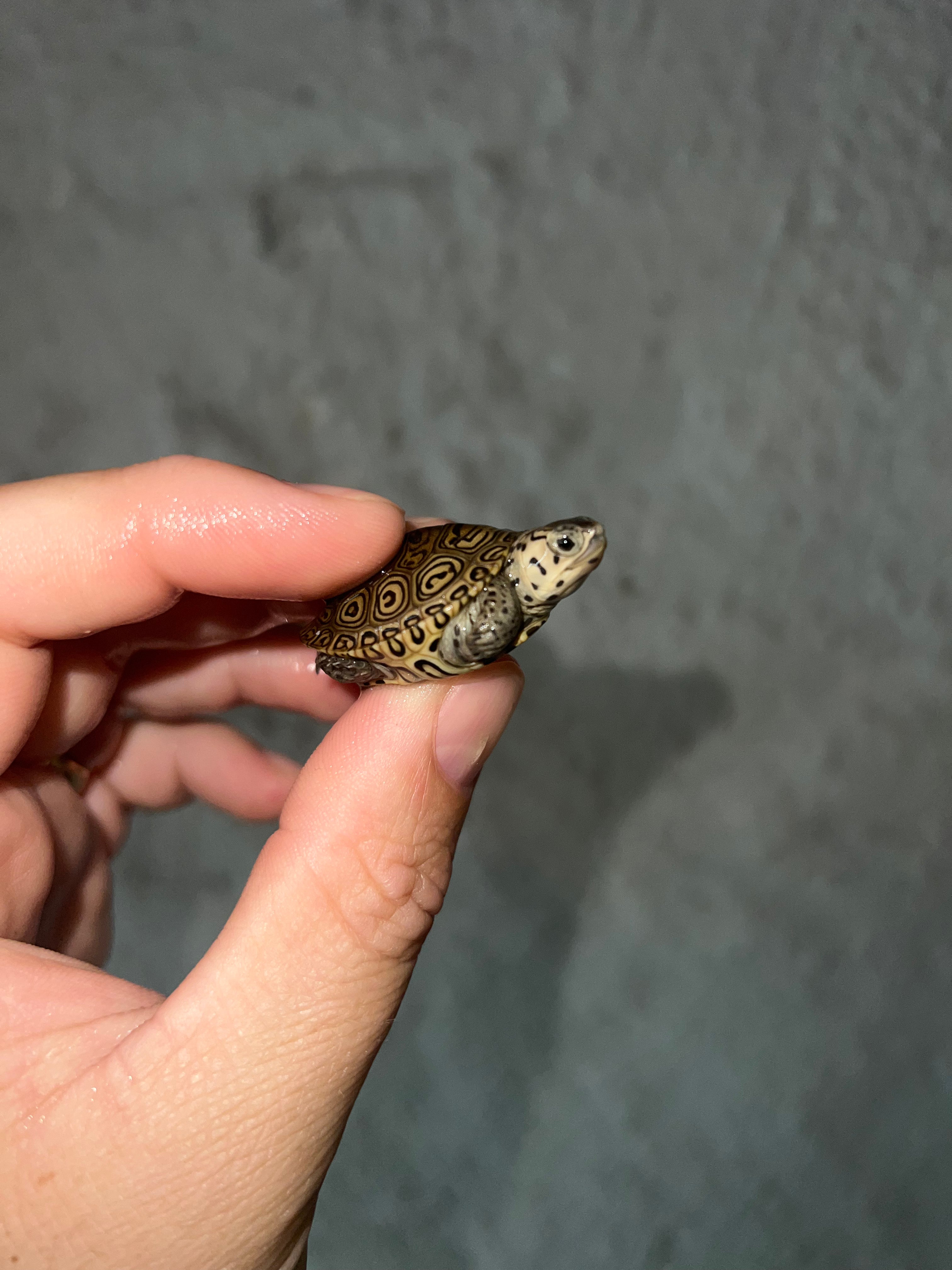 Concentric Diamondback Terrapin (malaclemys Terrapin) For Sale 