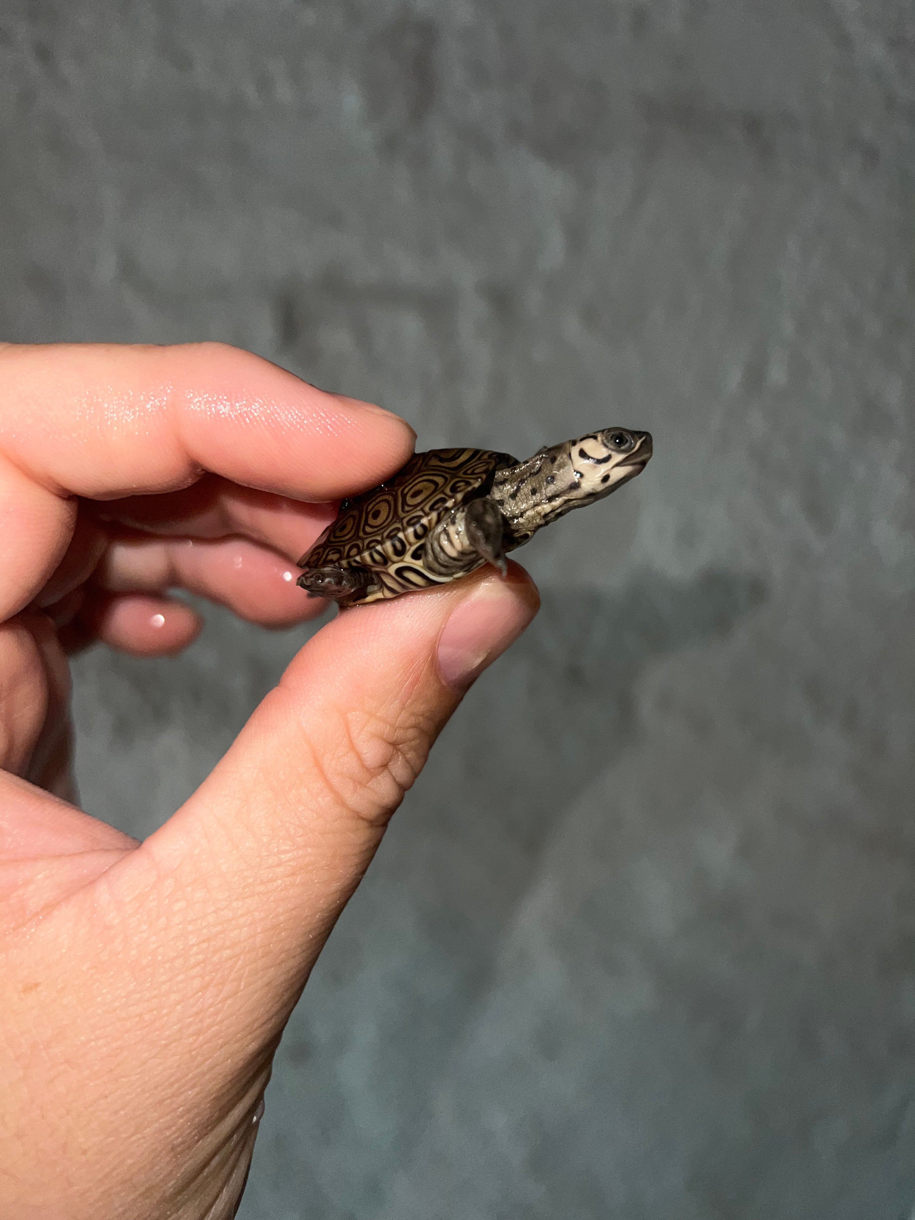 Concentric Diamondback Terrapin (malaclemys Terrapin) For Sale 