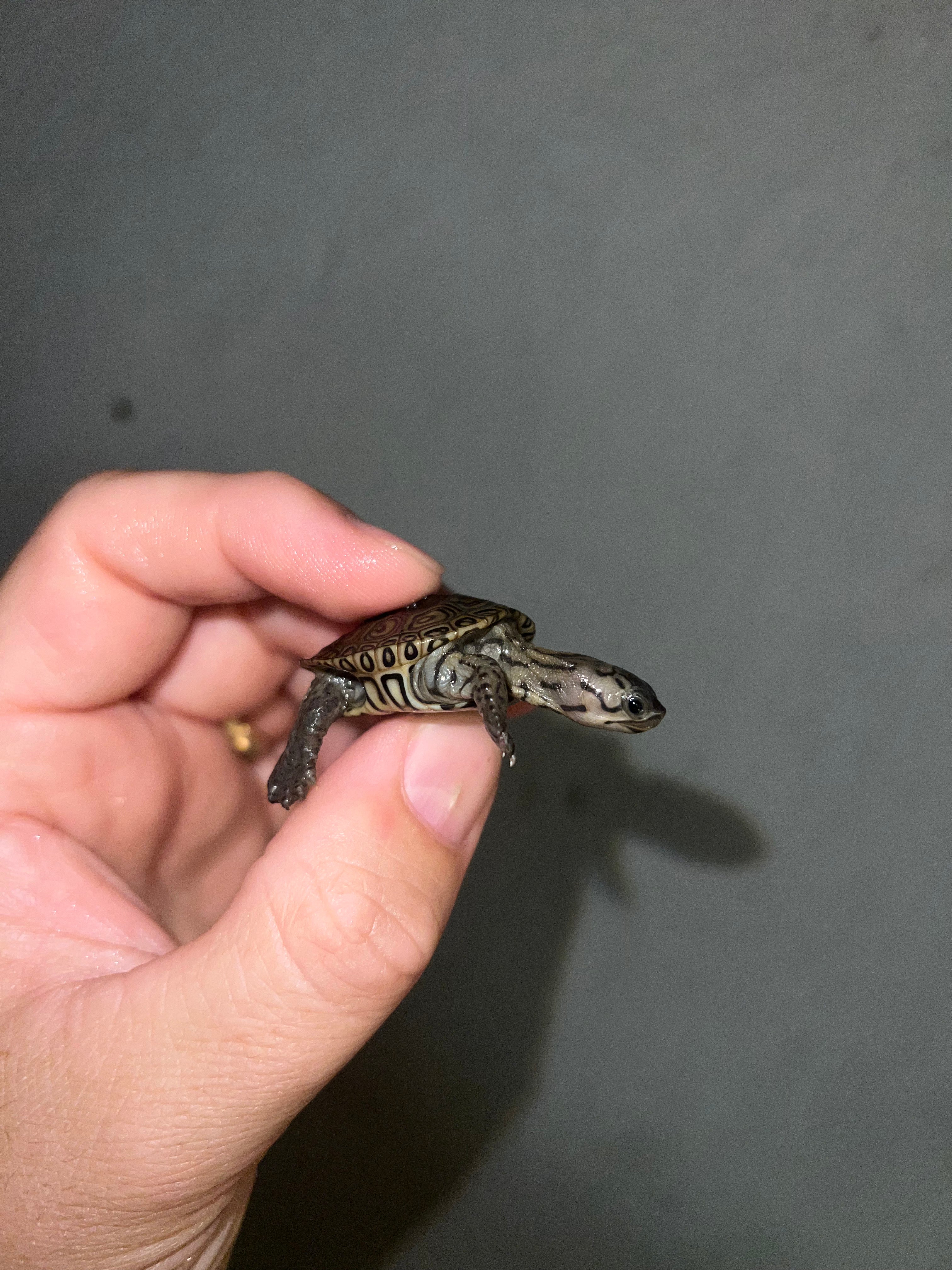 Concentric Diamondback Terrapin (malaclemys Terrapin) For Sale 